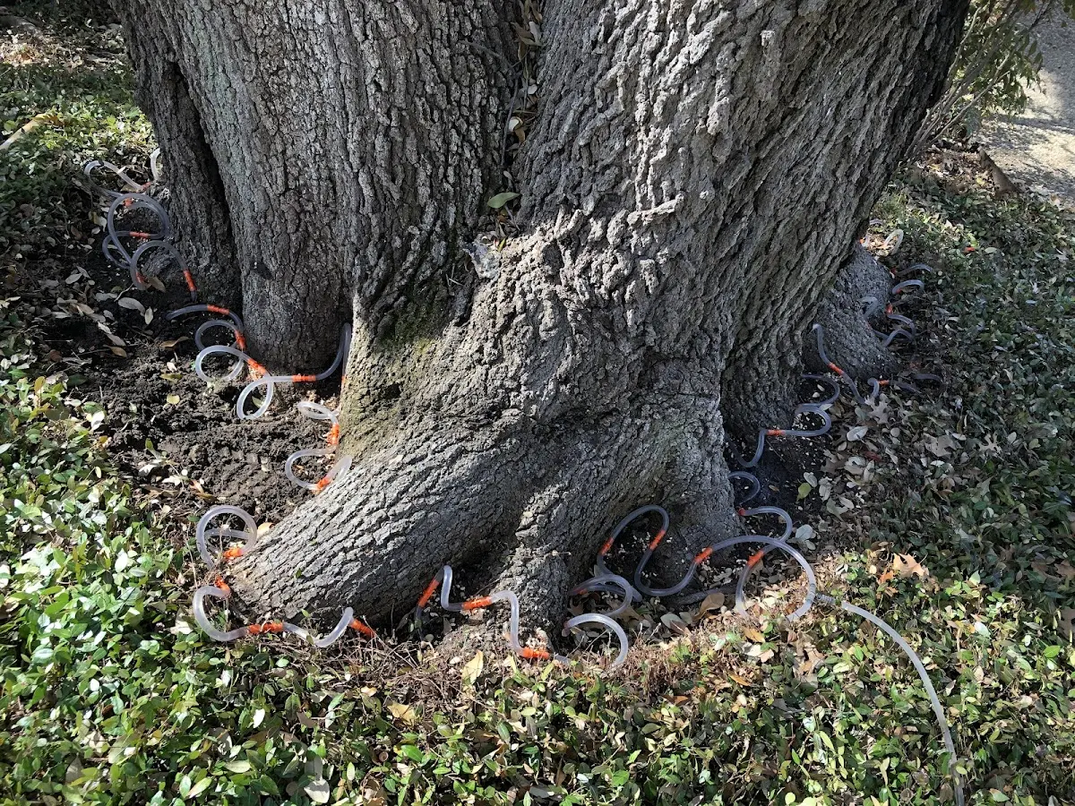 Detailed Tree Cabling and Bracing job site in Holmdel