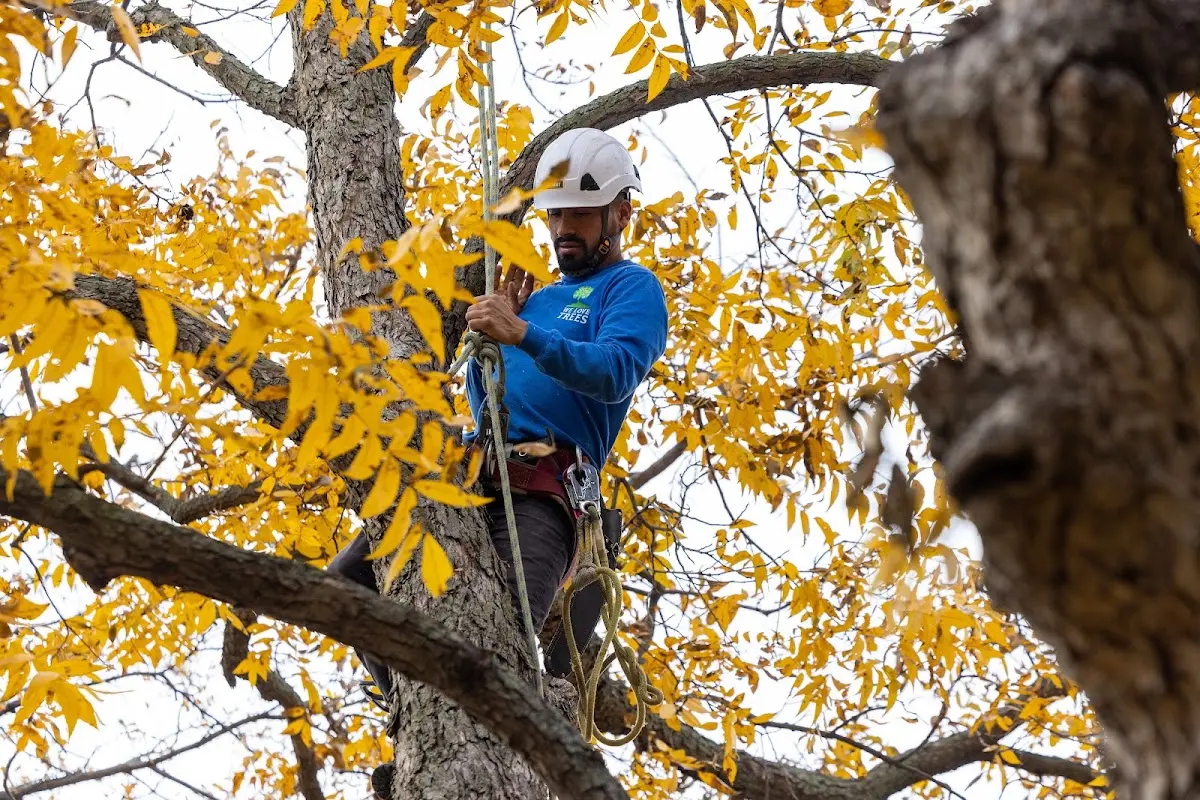 Skilled Tree Trimming crew working in Holmdel
